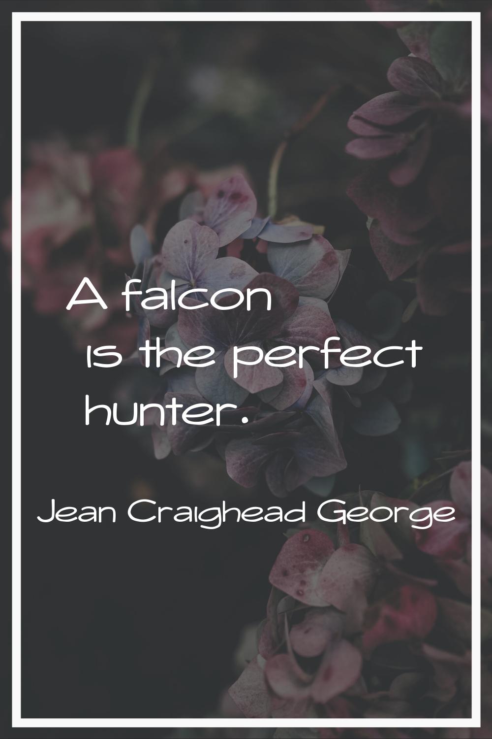 A falcon is the perfect hunter.
