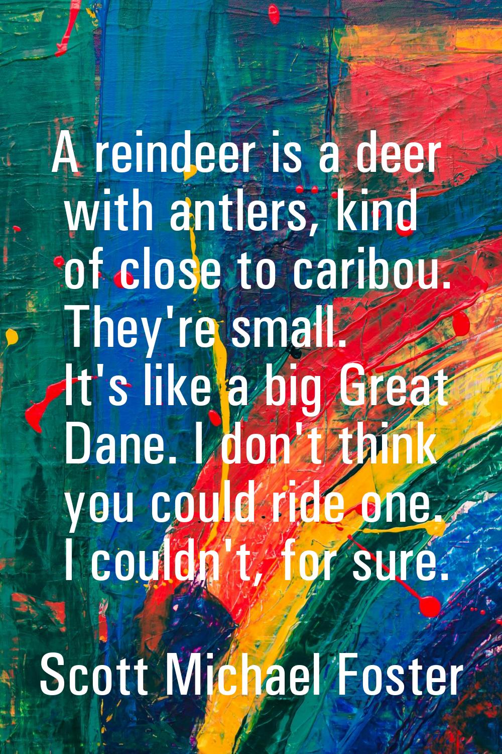 A reindeer is a deer with antlers, kind of close to caribou. They're small. It's like a big Great D