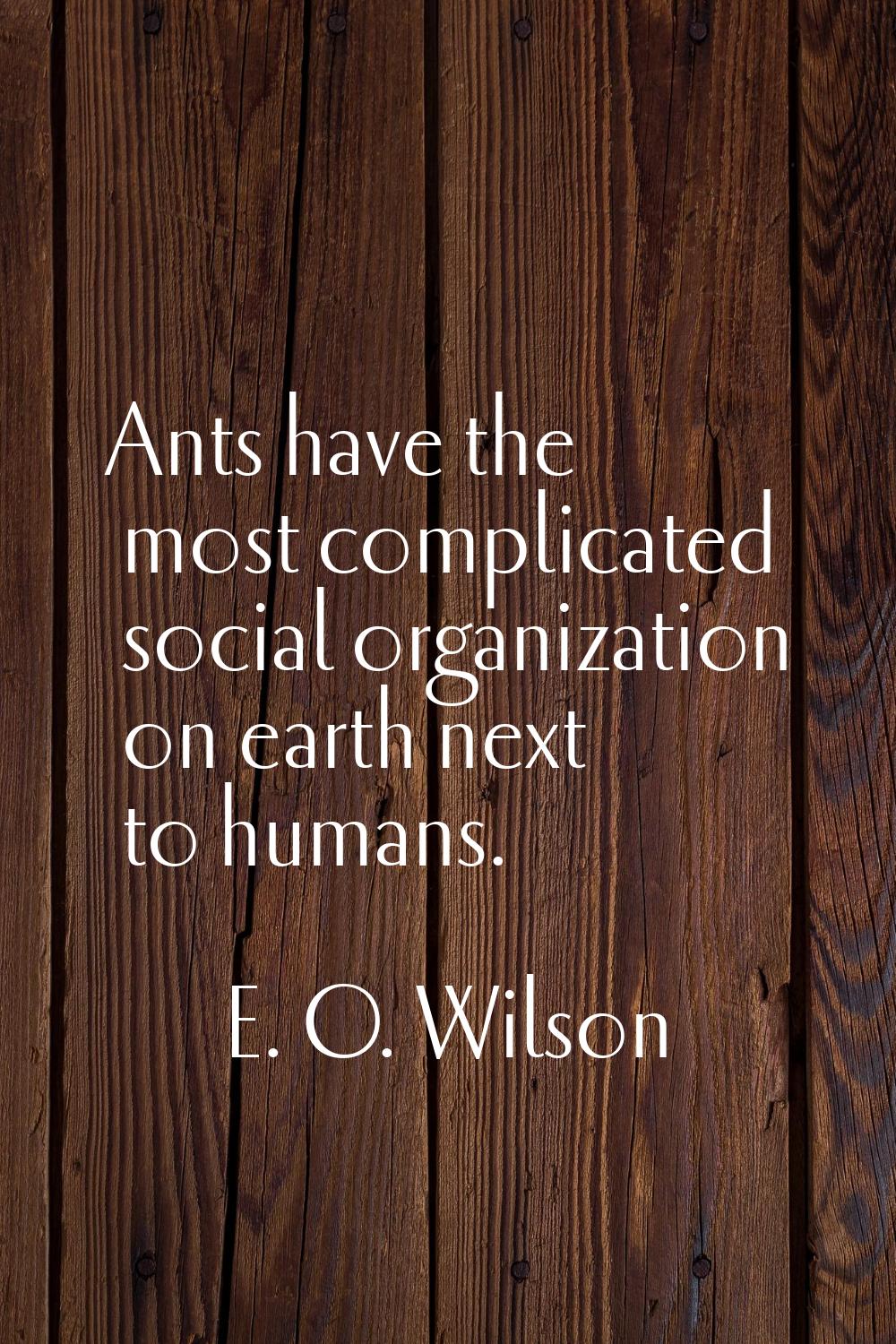 Ants have the most complicated social organization on earth next to humans.