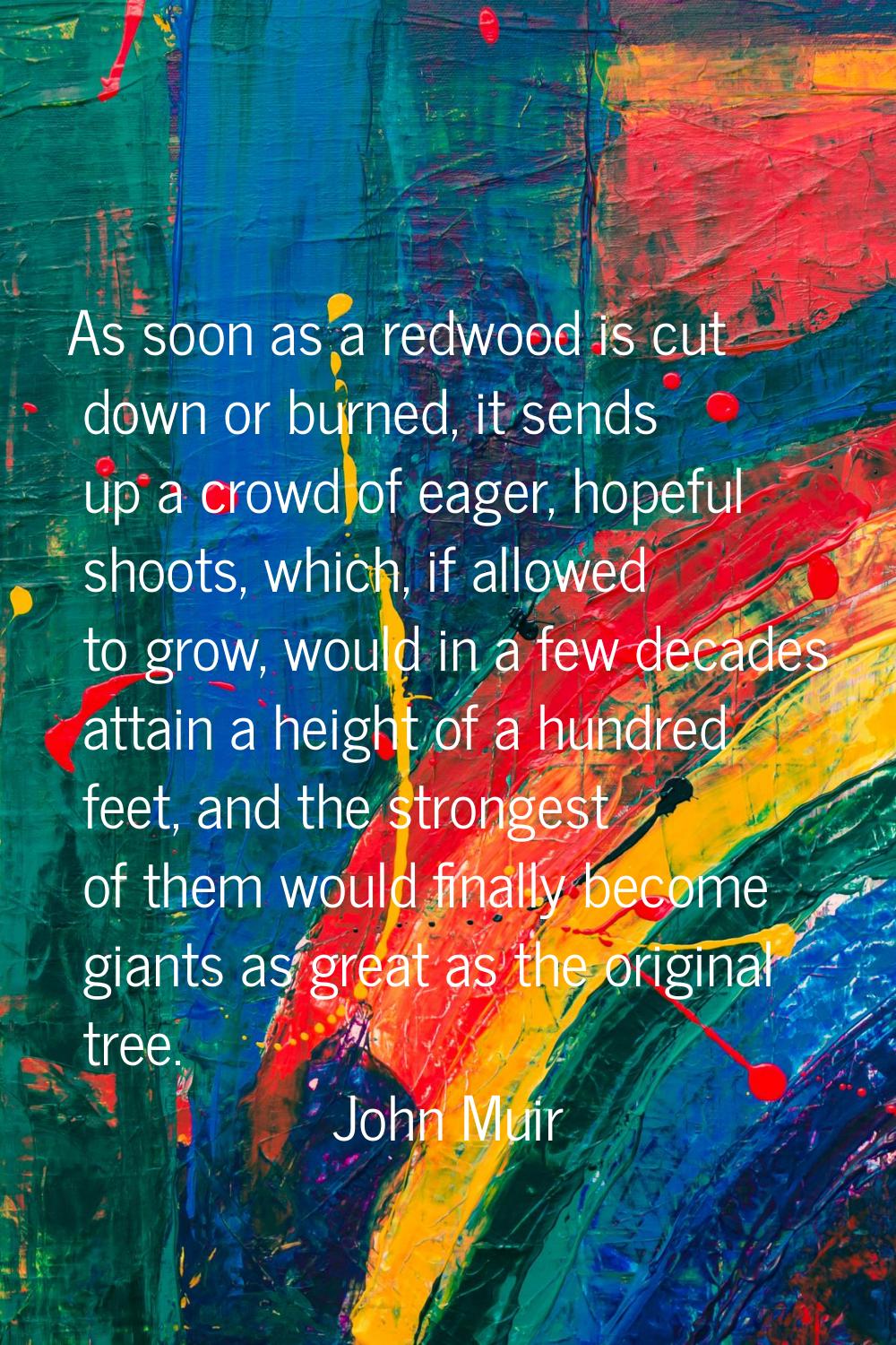 As soon as a redwood is cut down or burned, it sends up a crowd of eager, hopeful shoots, which, if