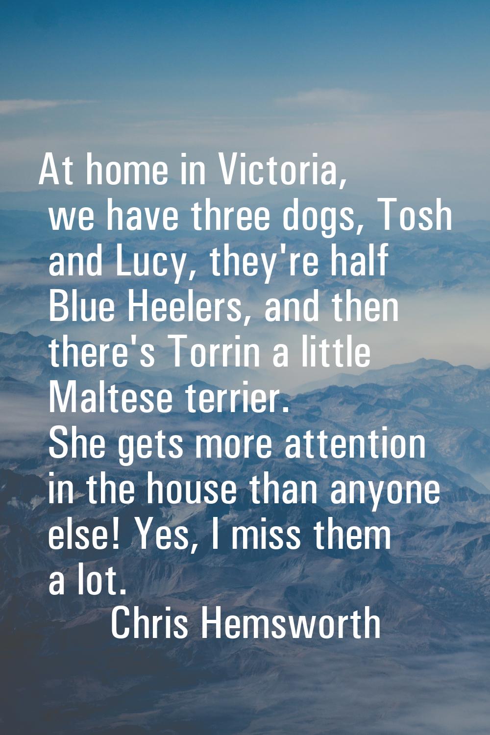 At home in Victoria, we have three dogs, Tosh and Lucy, they're half Blue Heelers, and then there's