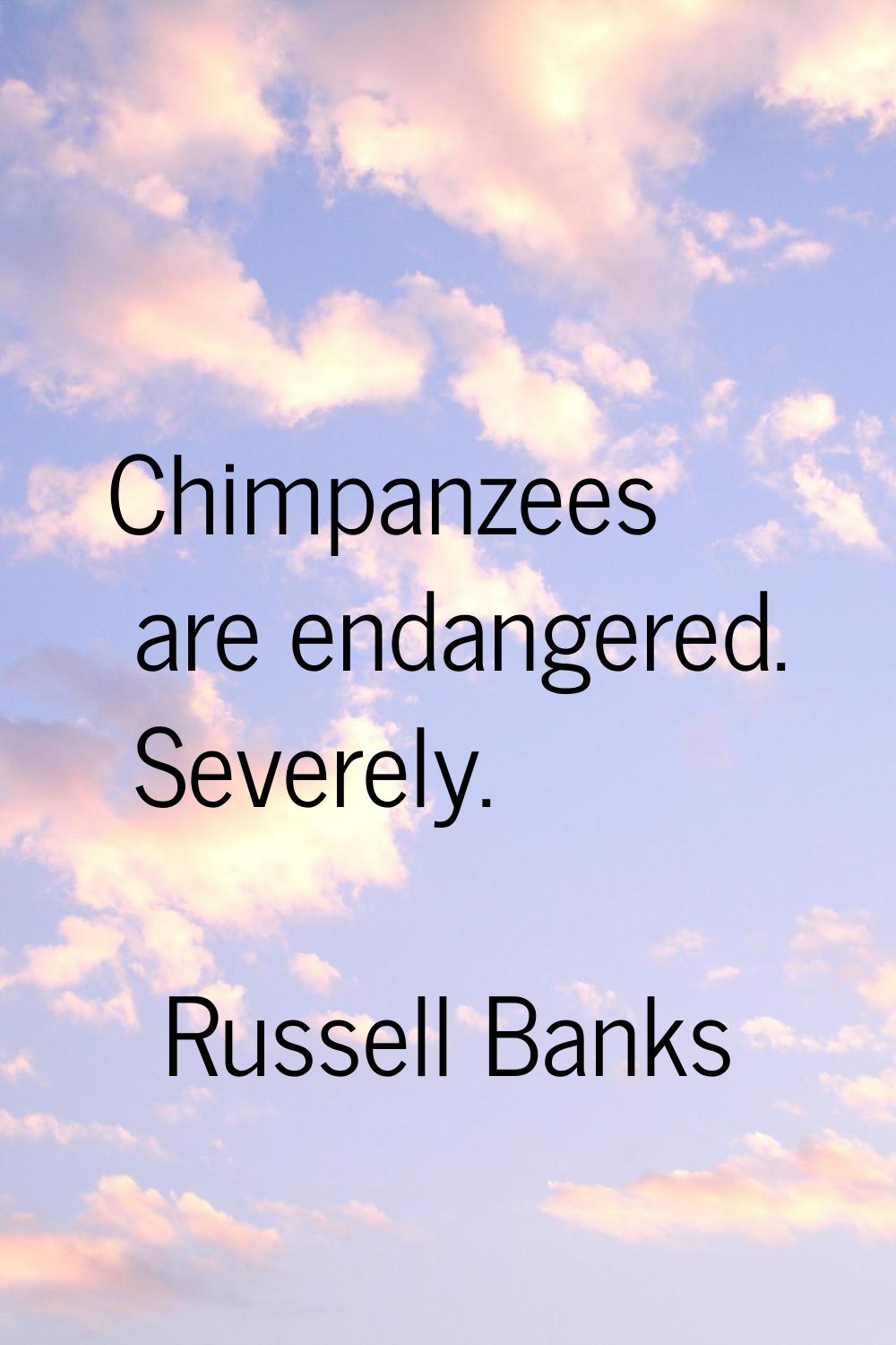 Chimpanzees are endangered. Severely.