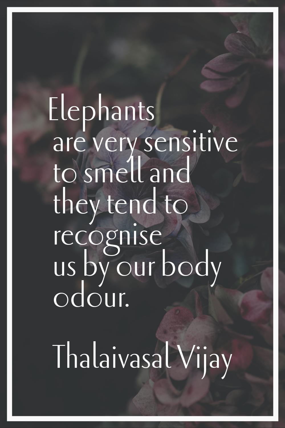Elephants are very sensitive to smell and they tend to recognise us by our body odour.