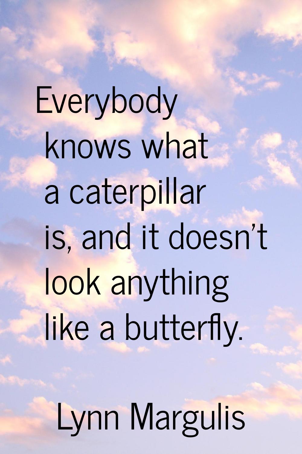 Everybody knows what a caterpillar is, and it doesn't look anything like a butterfly.