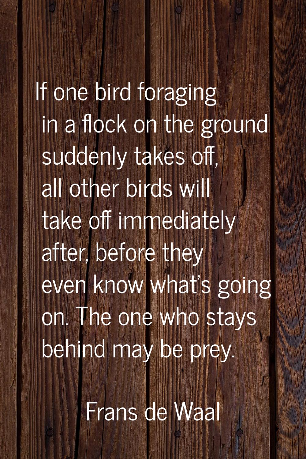 If one bird foraging in a flock on the ground suddenly takes off, all other birds will take off imm