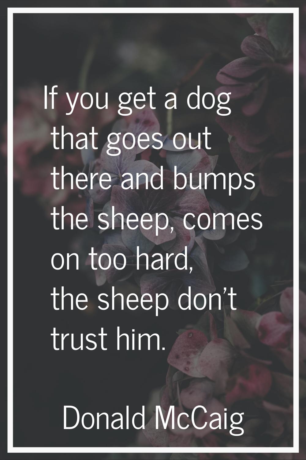 If you get a dog that goes out there and bumps the sheep, comes on too hard, the sheep don't trust 