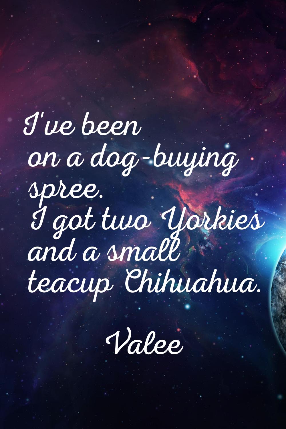 I've been on a dog-buying spree. I got two Yorkies and a small teacup Chihuahua.