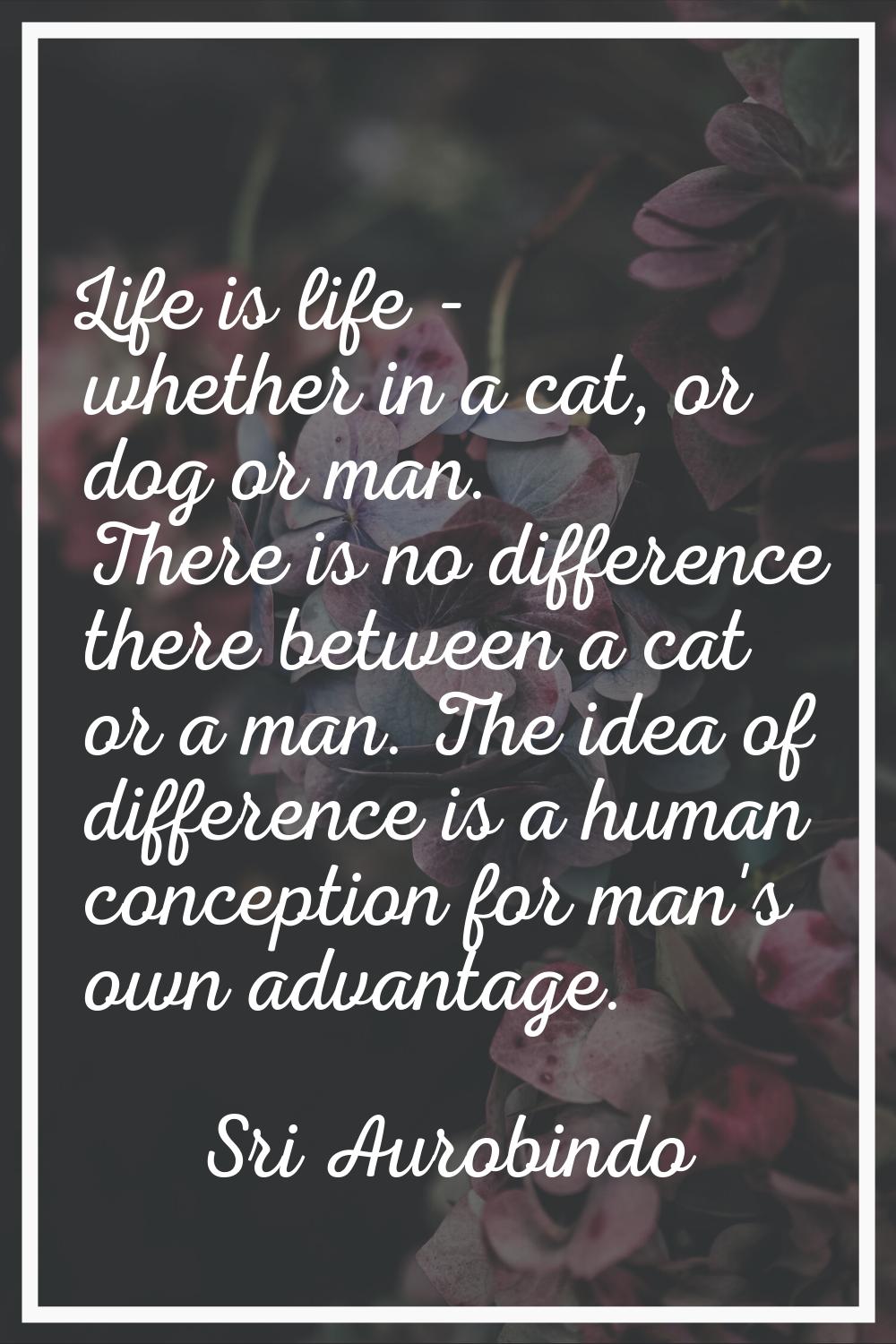 Life is life - whether in a cat, or dog or man. There is no difference there between a cat or a man