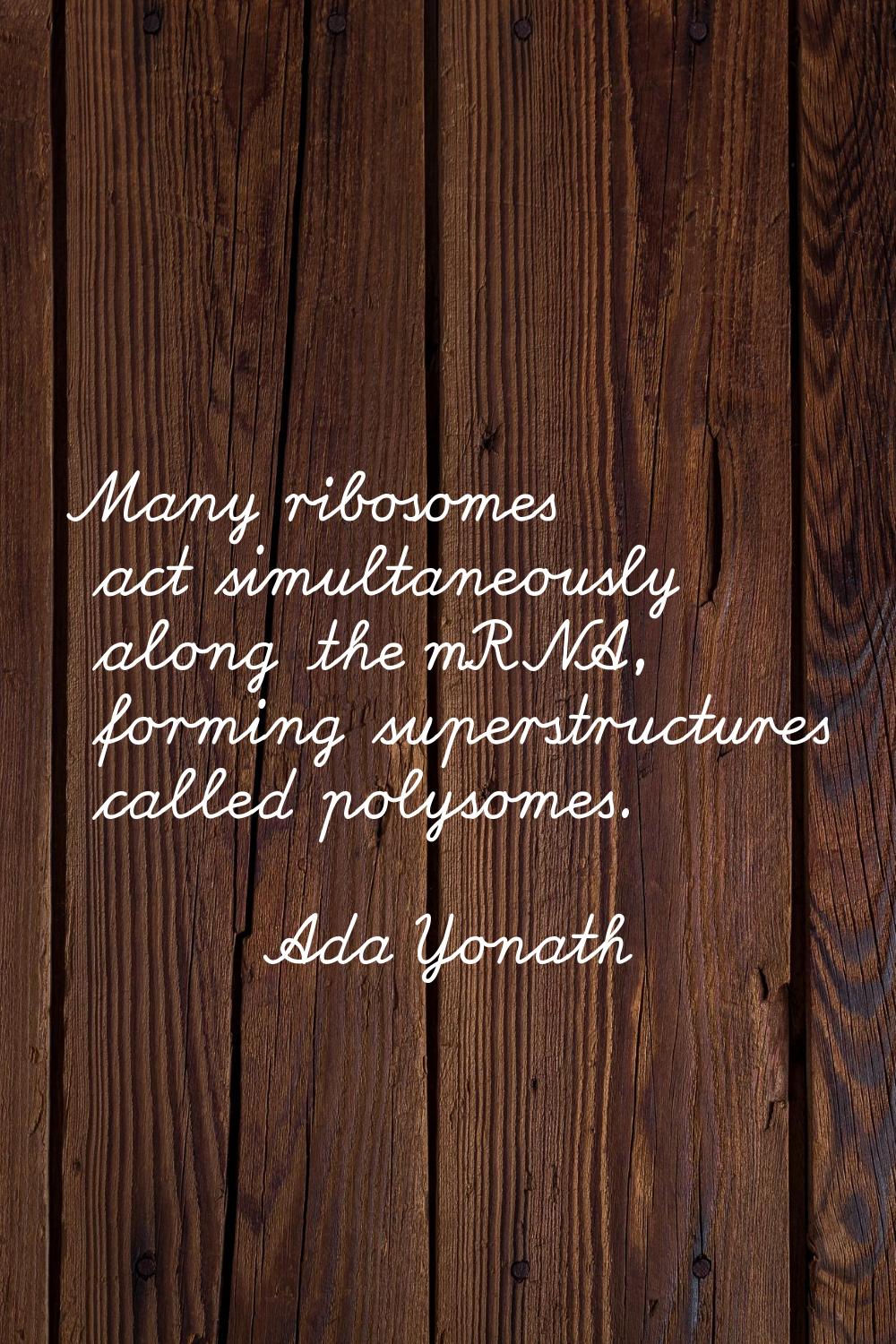 Many ribosomes act simultaneously along the mRNA, forming superstructures called polysomes.