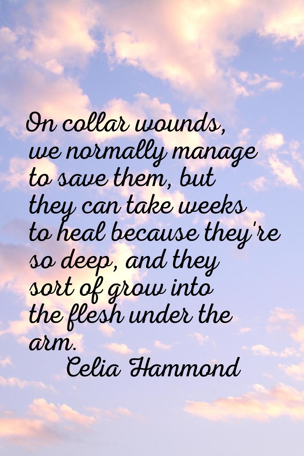 On collar wounds, we normally manage to save them, but they can take weeks to heal because they're 