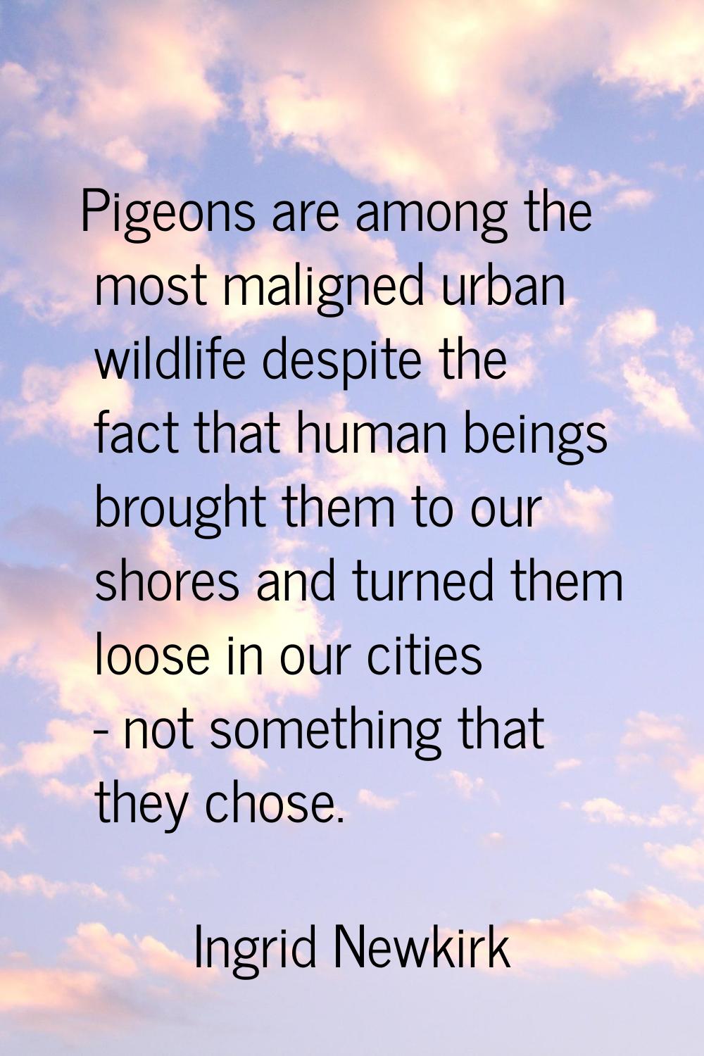 Pigeons are among the most maligned urban wildlife despite the fact that human beings brought them 