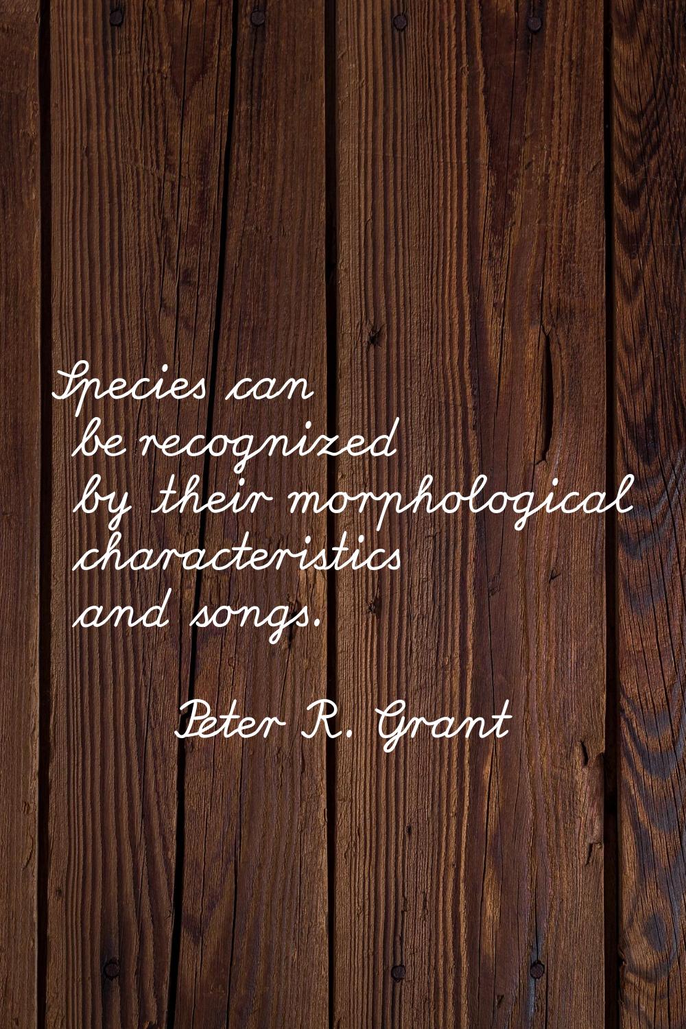 Species can be recognized by their morphological characteristics and songs.