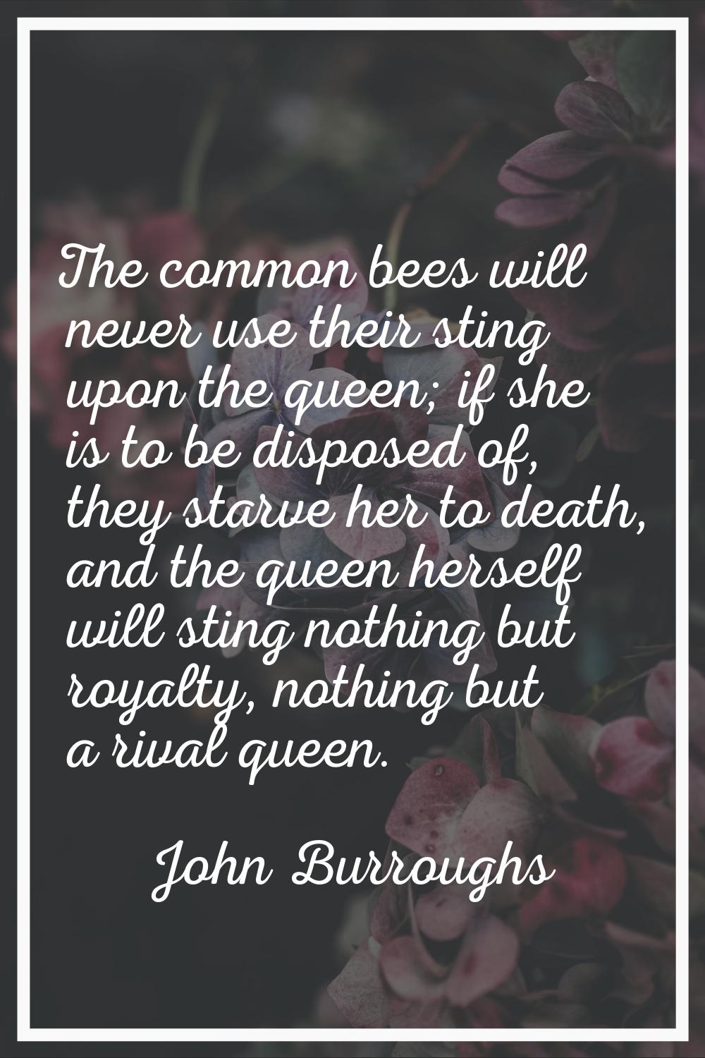 The common bees will never use their sting upon the queen; if she is to be disposed of, they starve