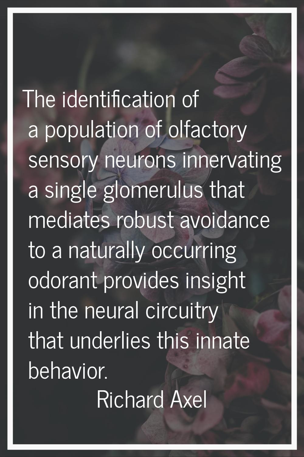 The identification of a population of olfactory sensory neurons innervating a single glomerulus tha