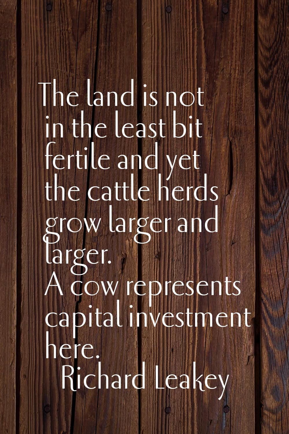 The land is not in the least bit fertile and yet the cattle herds grow larger and larger. A cow rep