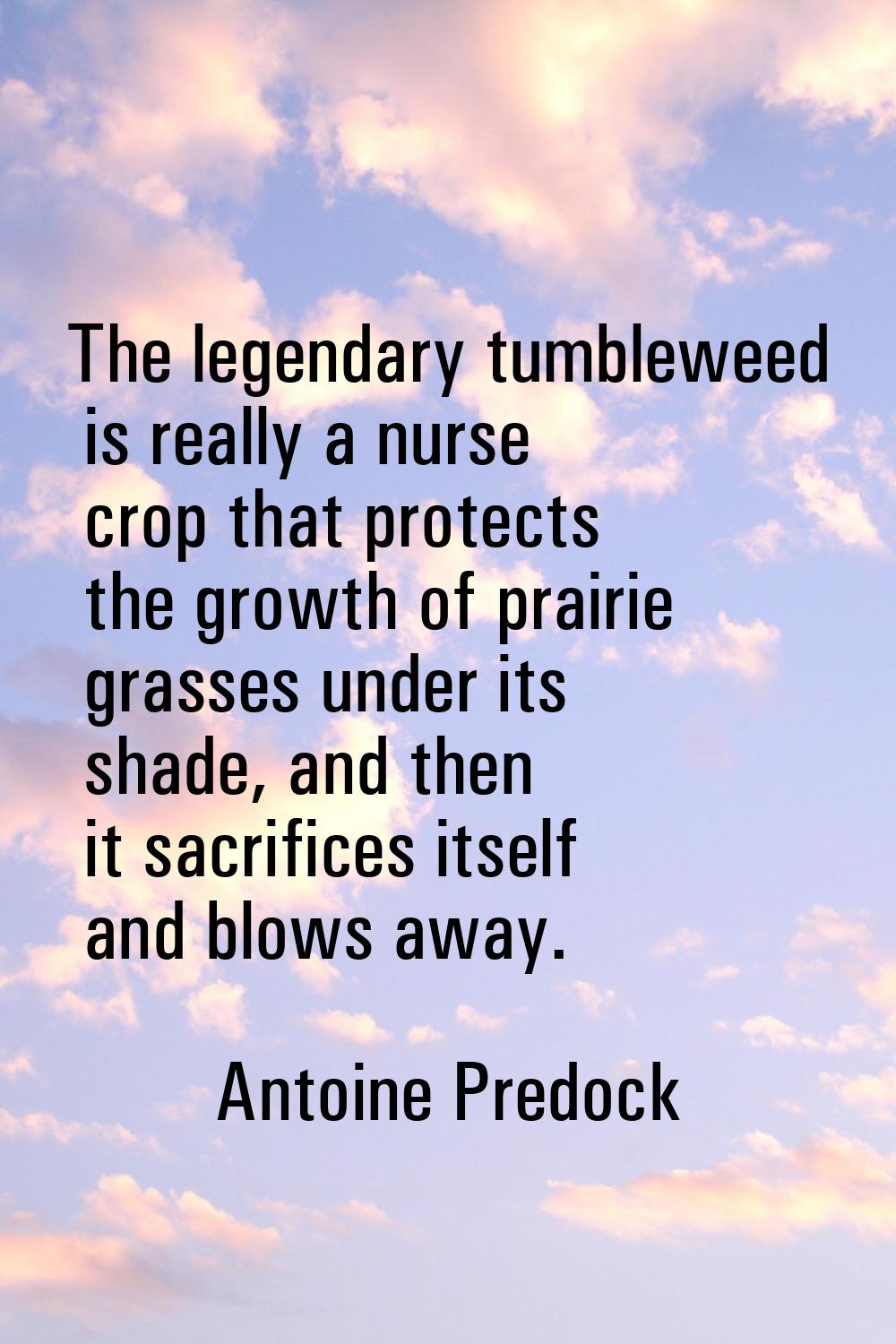 The legendary tumbleweed is really a nurse crop that protects the growth of prairie grasses under i