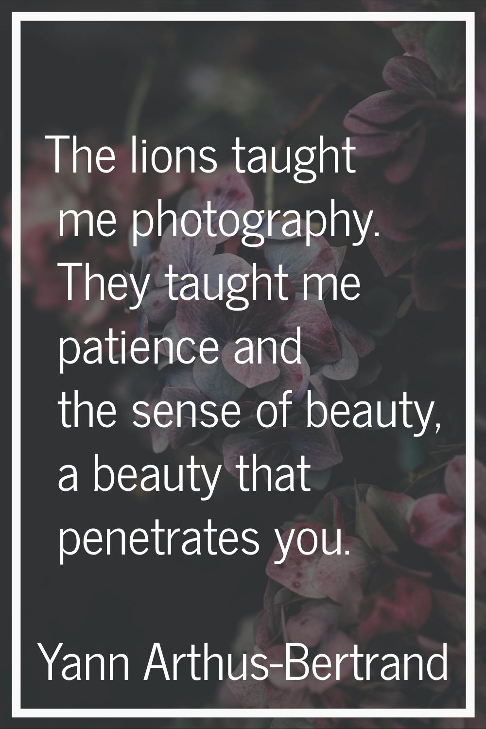 The lions taught me photography. They taught me patience and the sense of beauty, a beauty that pen