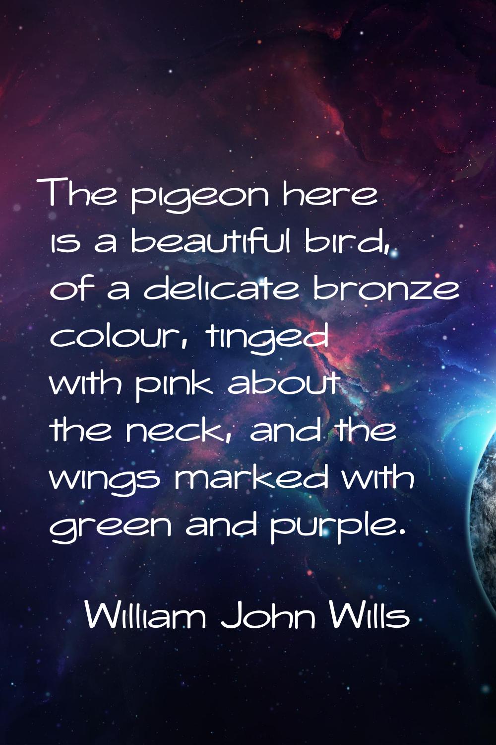 The pigeon here is a beautiful bird, of a delicate bronze colour, tinged with pink about the neck, 