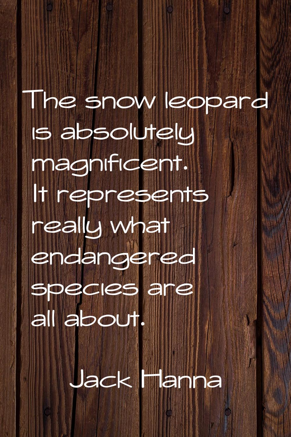 The snow leopard is absolutely magnificent. It represents really what endangered species are all ab