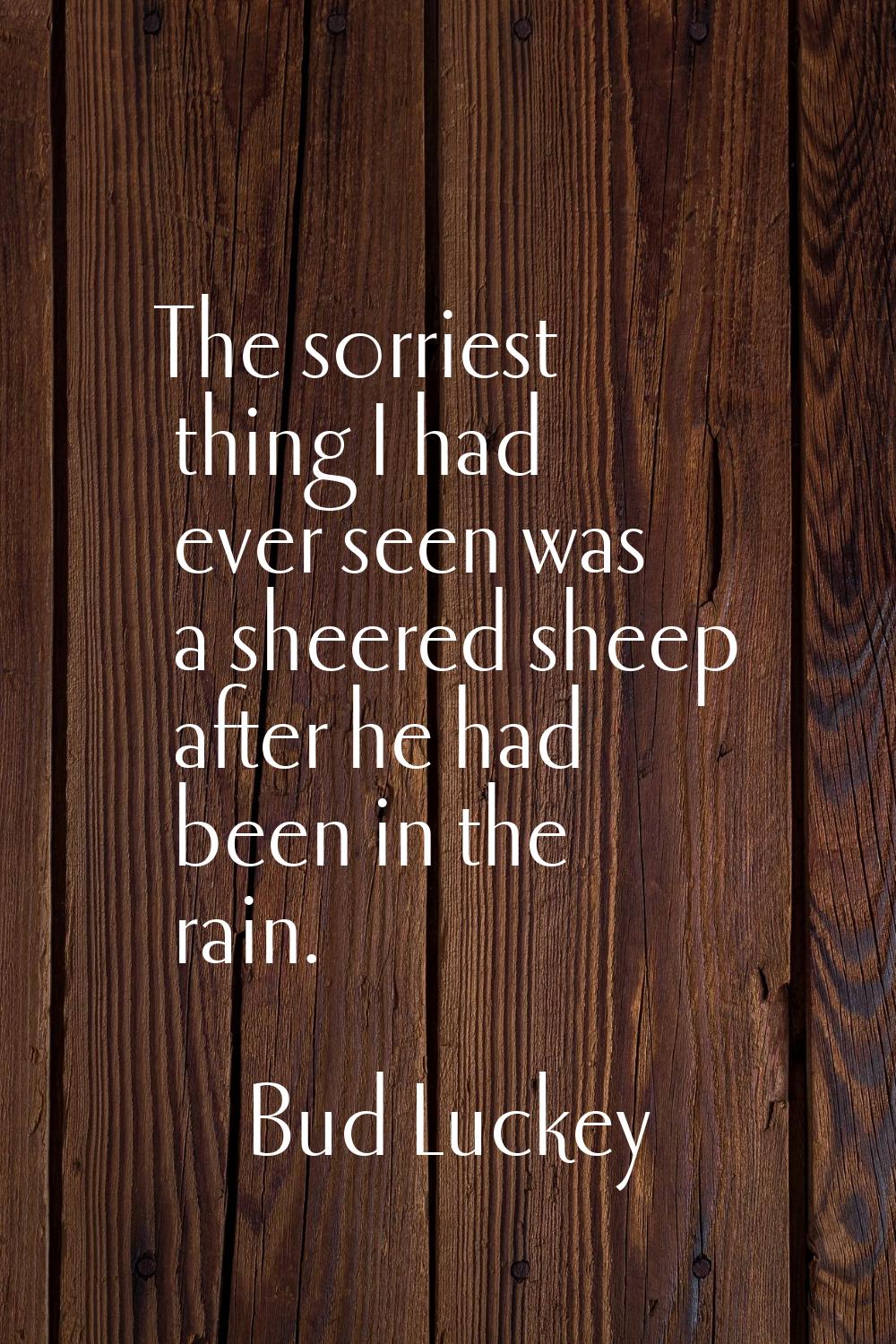 The sorriest thing I had ever seen was a sheered sheep after he had been in the rain.