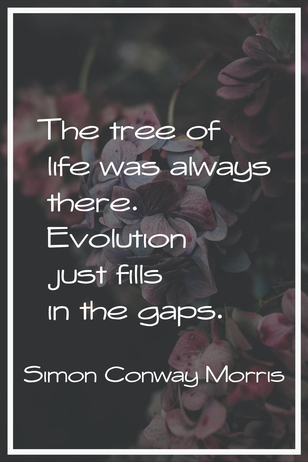 The tree of life was always there. Evolution just fills in the gaps.