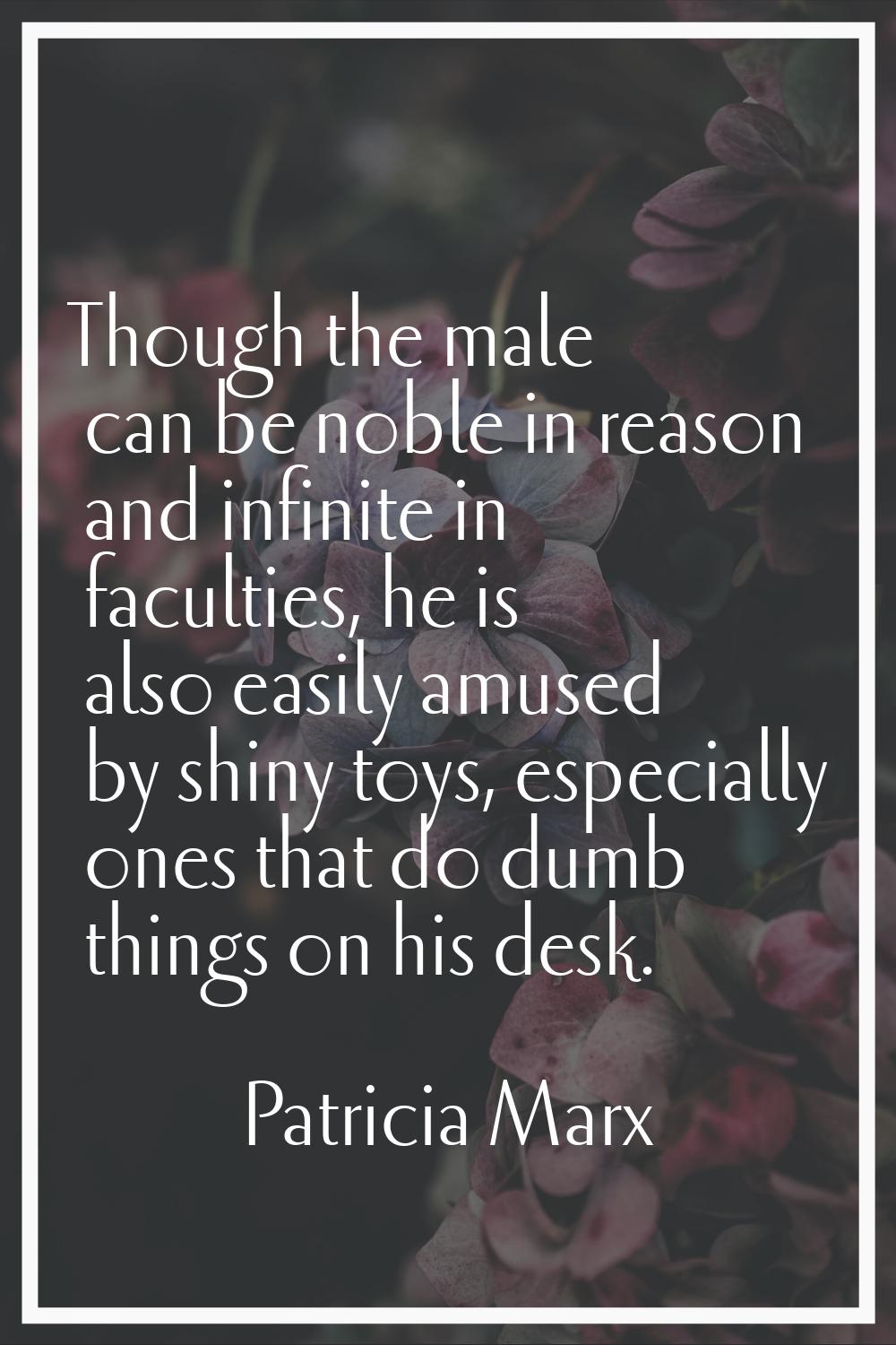 Though the male can be noble in reason and infinite in faculties, he is also easily amused by shiny