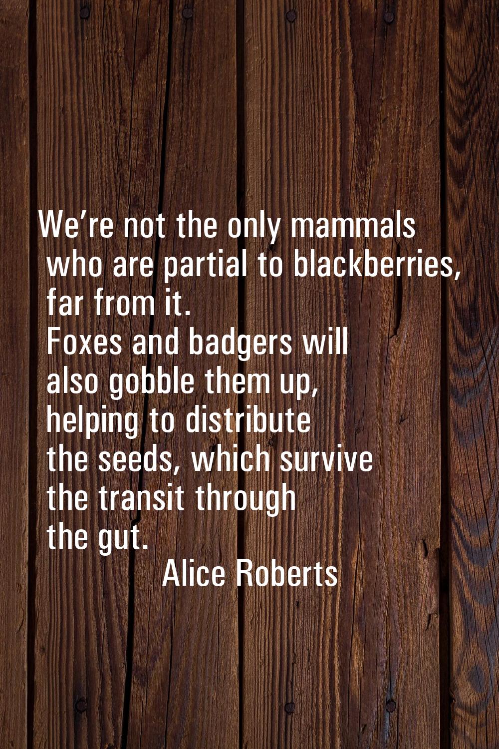 We’re not the only mammals who are partial to blackberries, far from it. Foxes and badgers will als