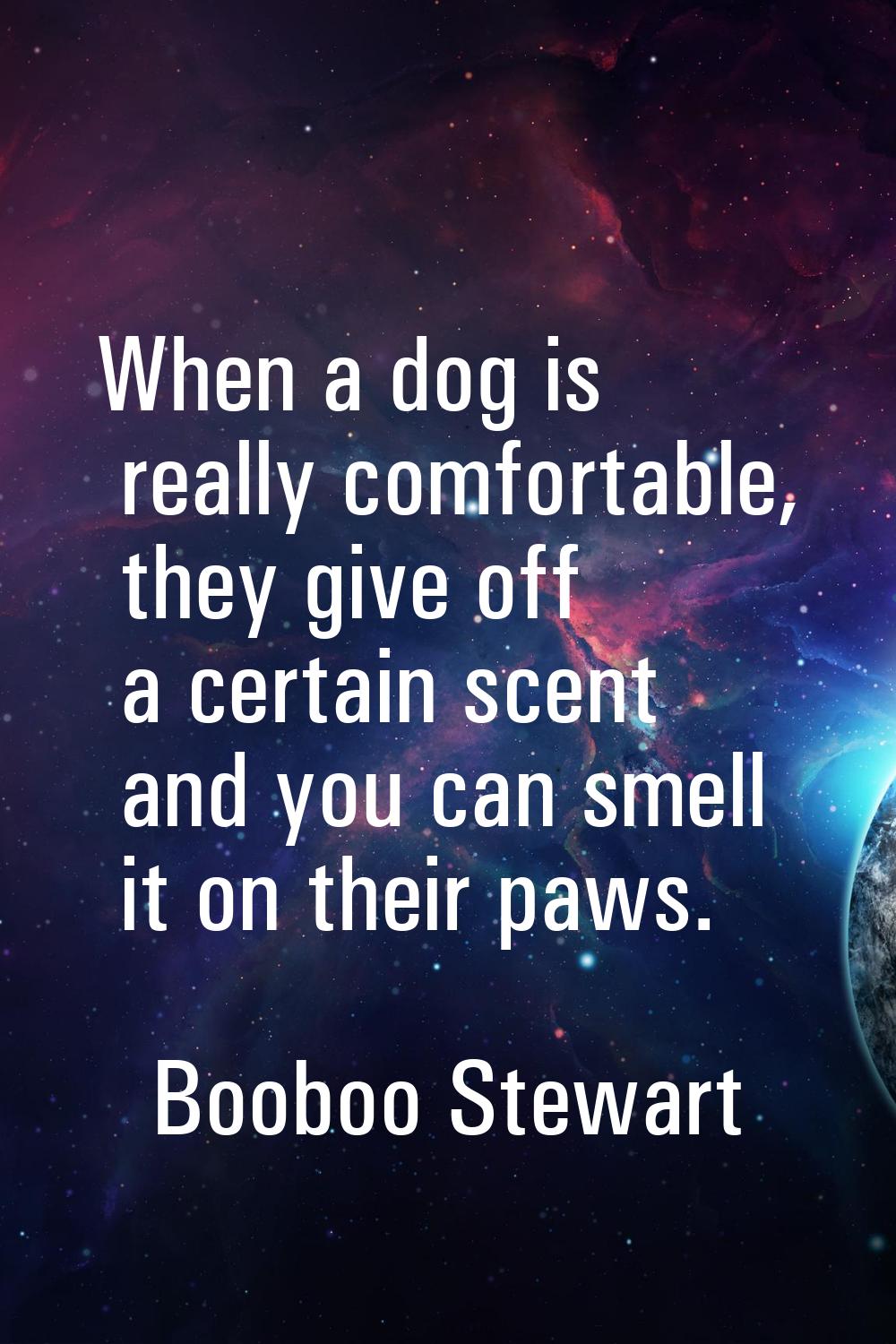When a dog is really comfortable, they give off a certain scent and you can smell it on their paws.