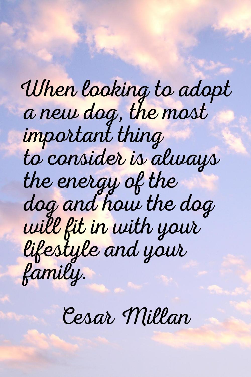 When looking to adopt a new dog, the most important thing to consider is always the energy of the d