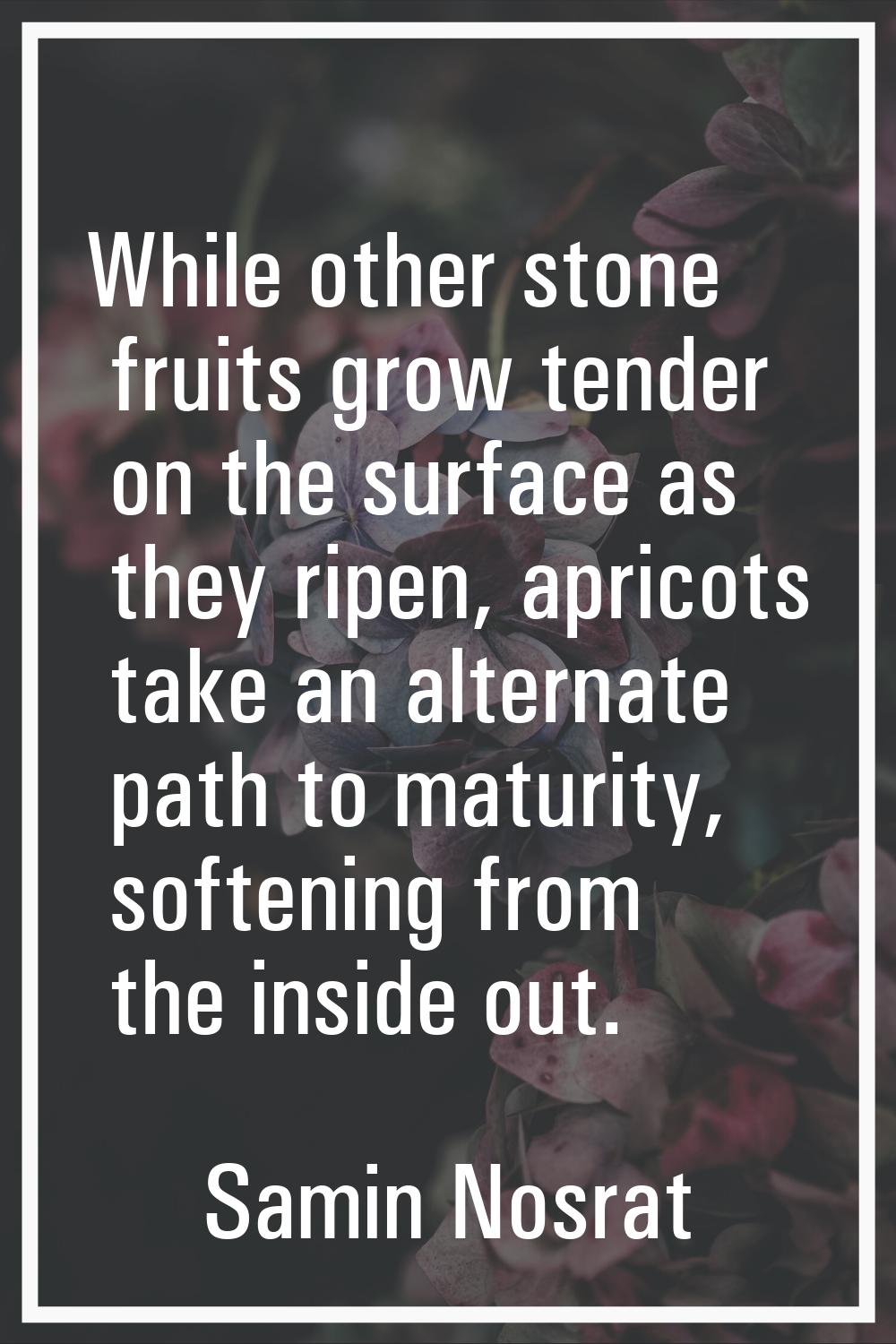 While other stone fruits grow tender on the surface as they ripen, apricots take an alternate path 