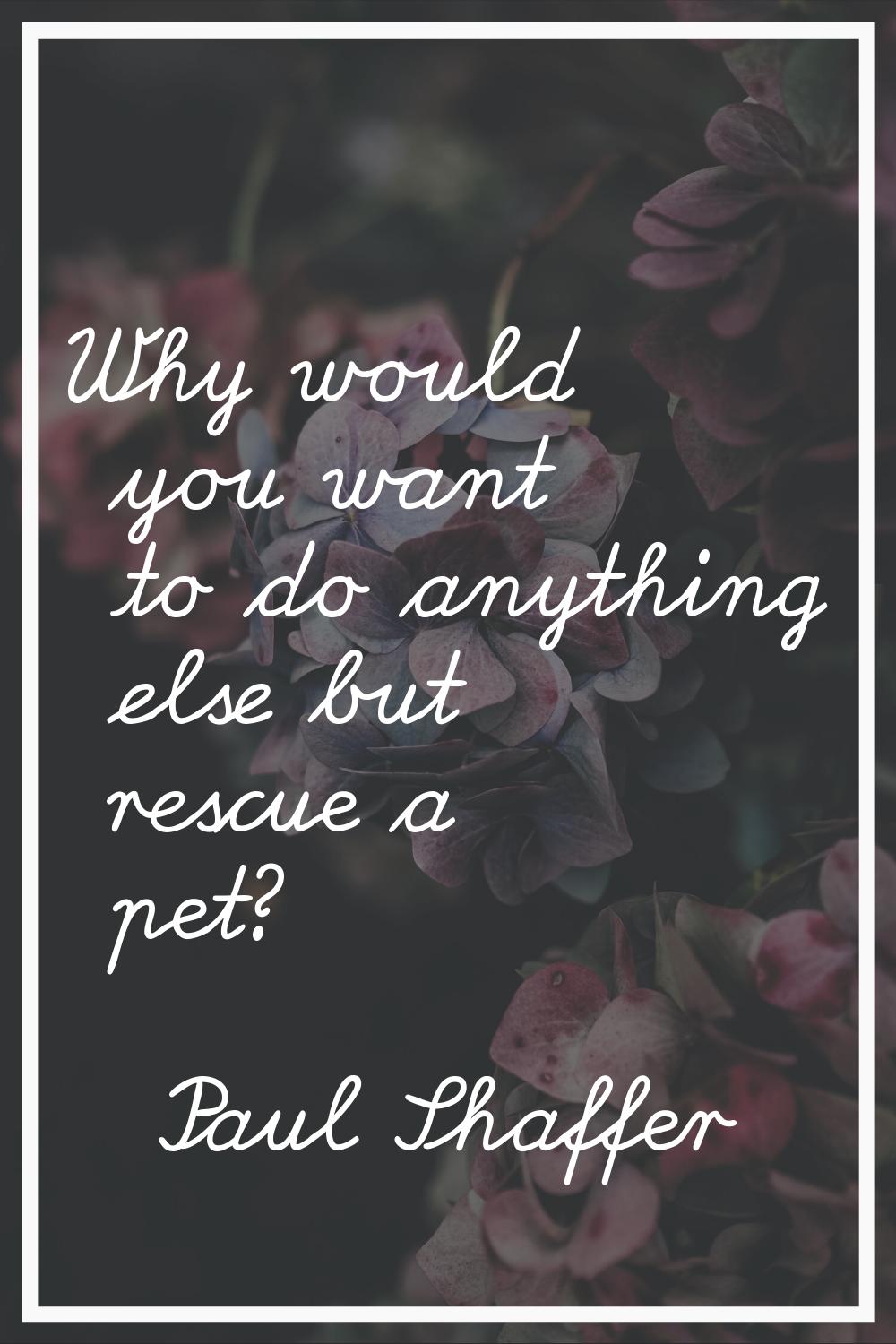 Why would you want to do anything else but rescue a pet?
