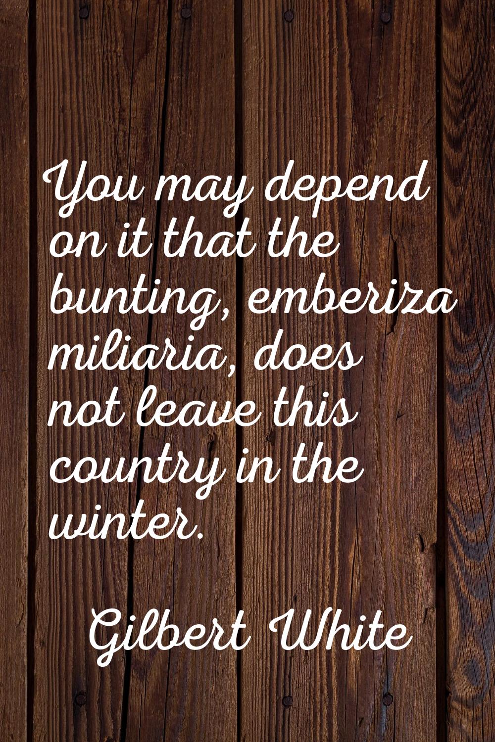 You may depend on it that the bunting, emberiza miliaria, does not leave this country in the winter