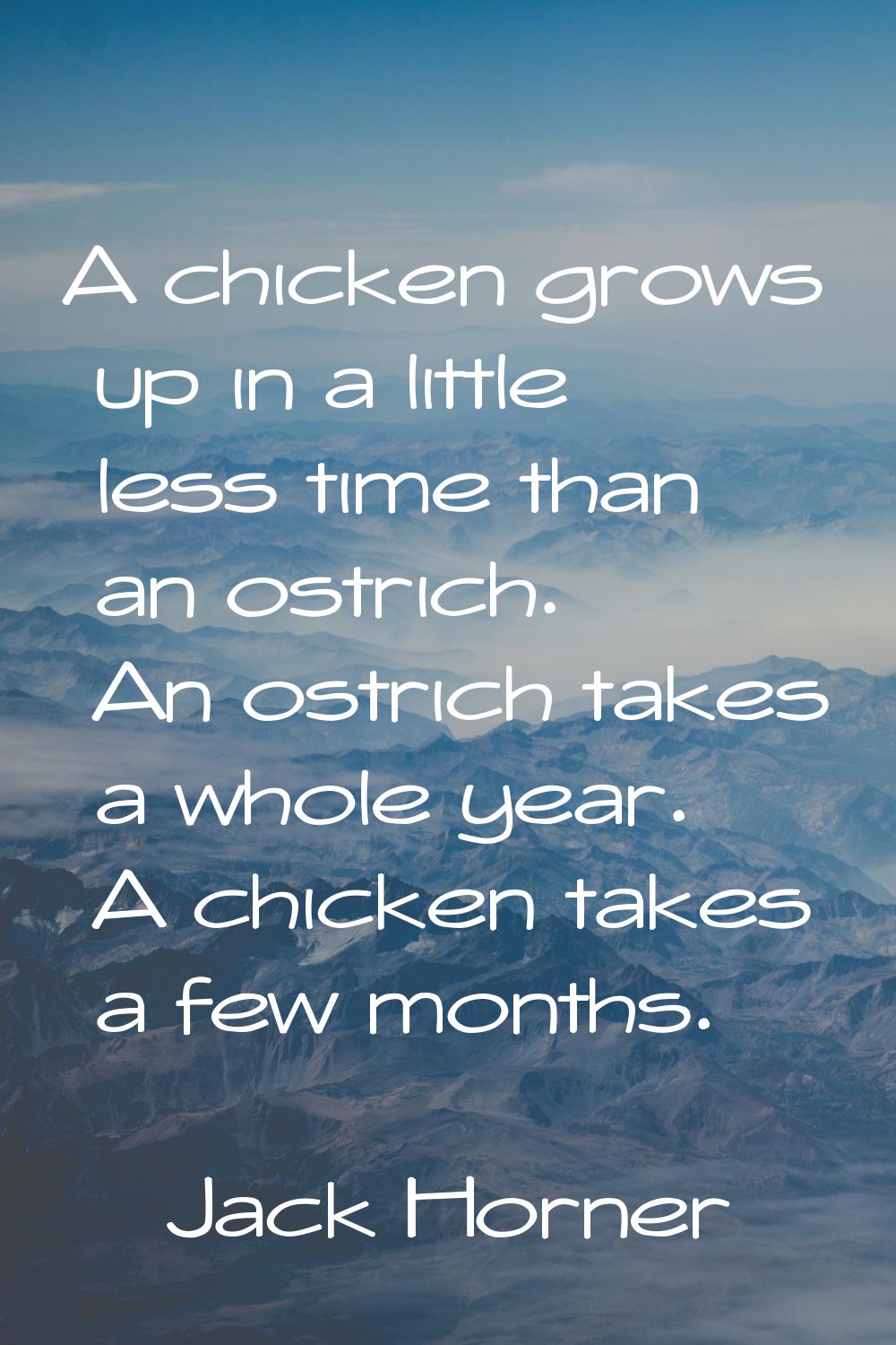 A chicken grows up in a little less time than an ostrich. An ostrich takes a whole year. A chicken 