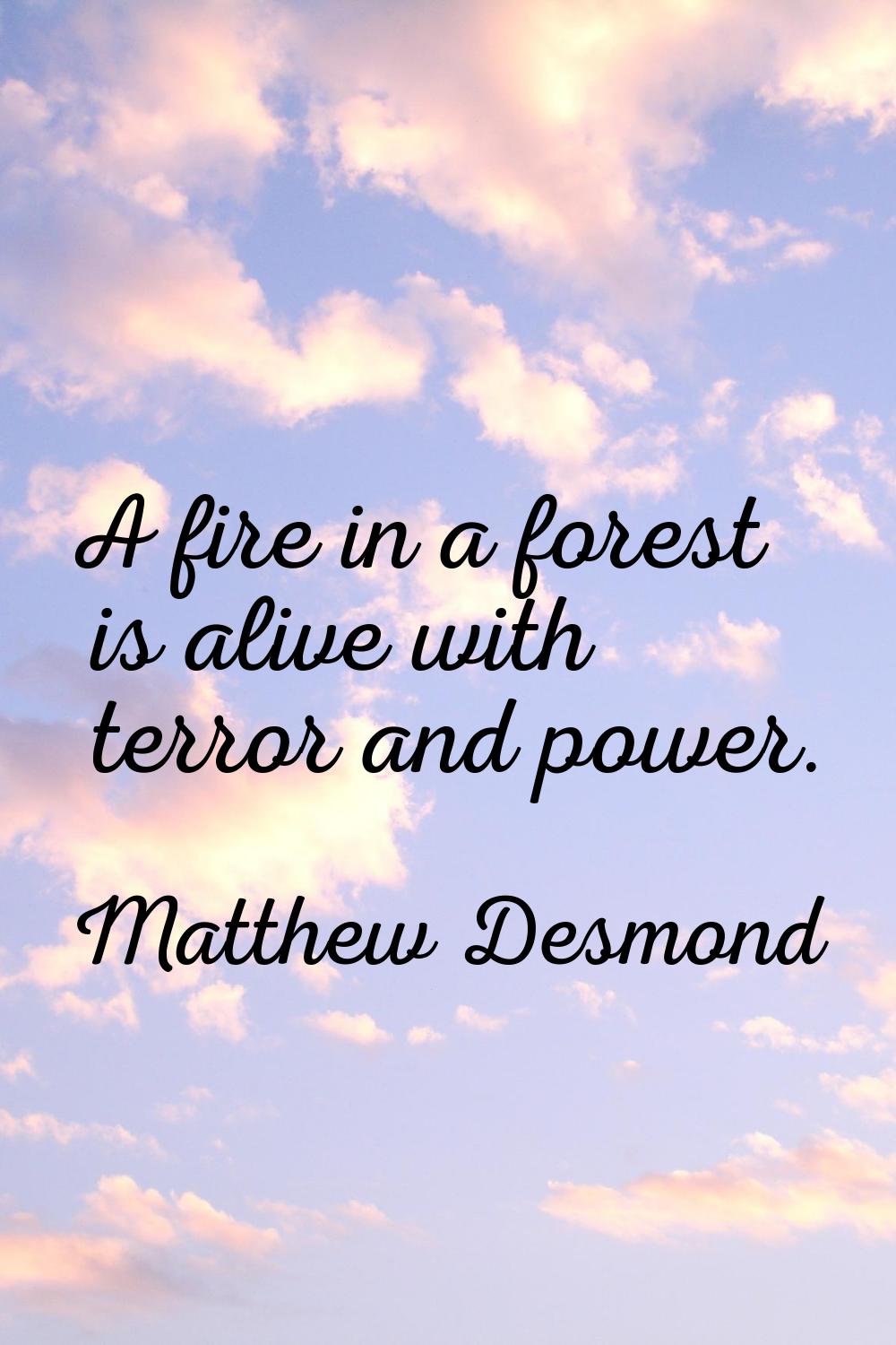 A fire in a forest is alive with terror and power.