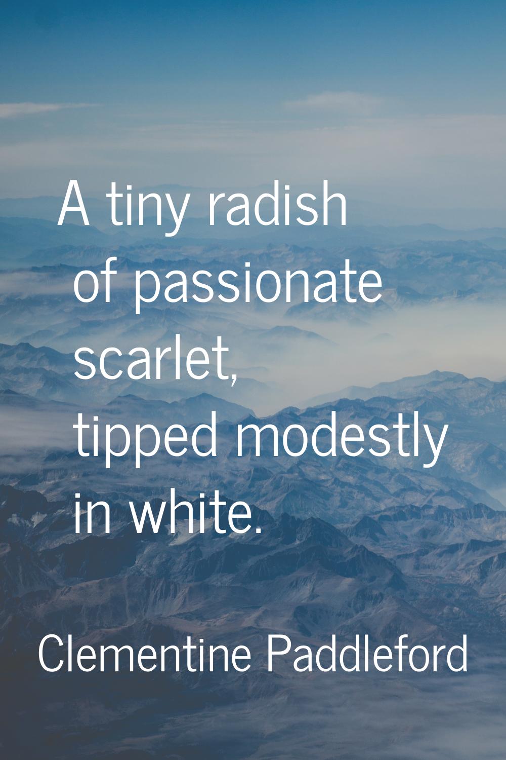 A tiny radish of passionate scarlet, tipped modestly in white.