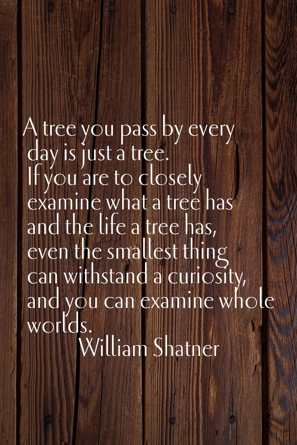 A tree you pass by every day is just a tree. If you are to closely examine what a tree has and the 
