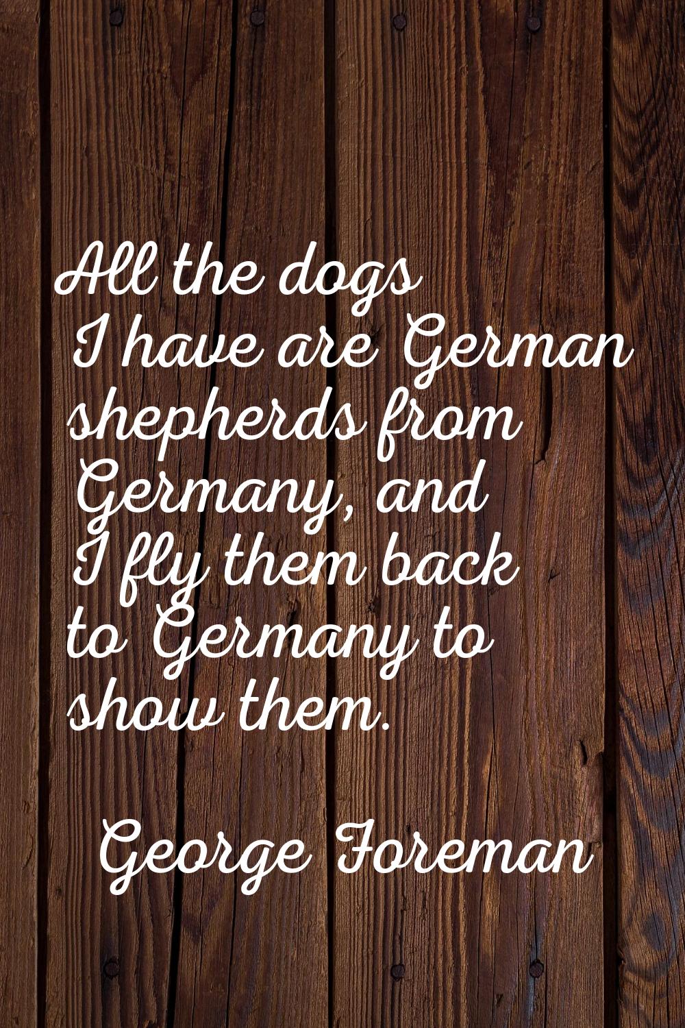 All the dogs I have are German shepherds from Germany, and I fly them back to Germany to show them.