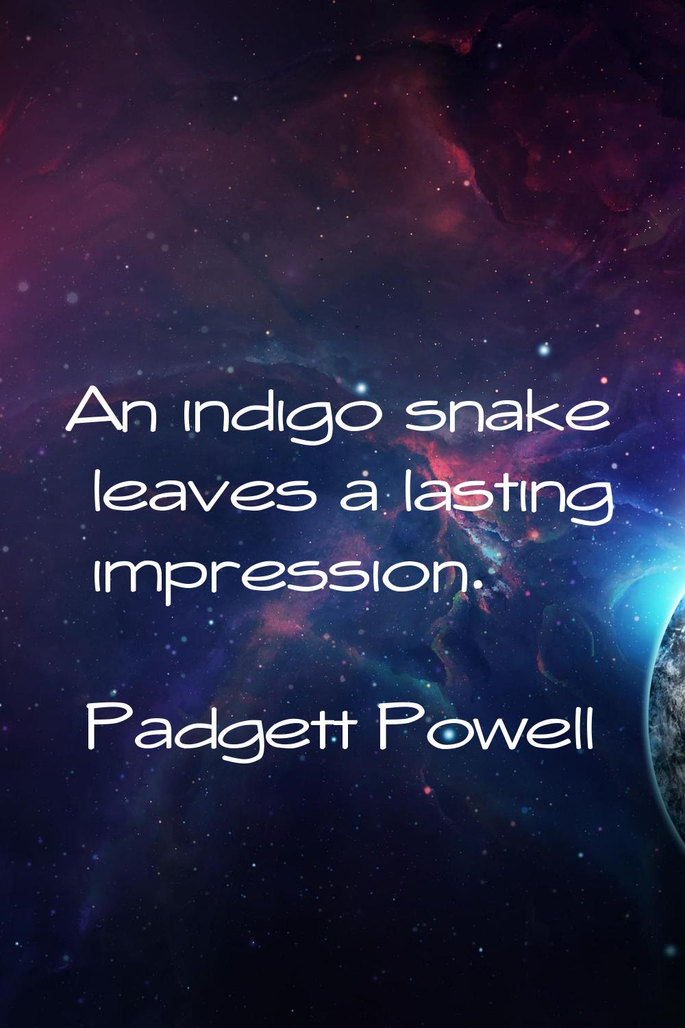 An indigo snake leaves a lasting impression.