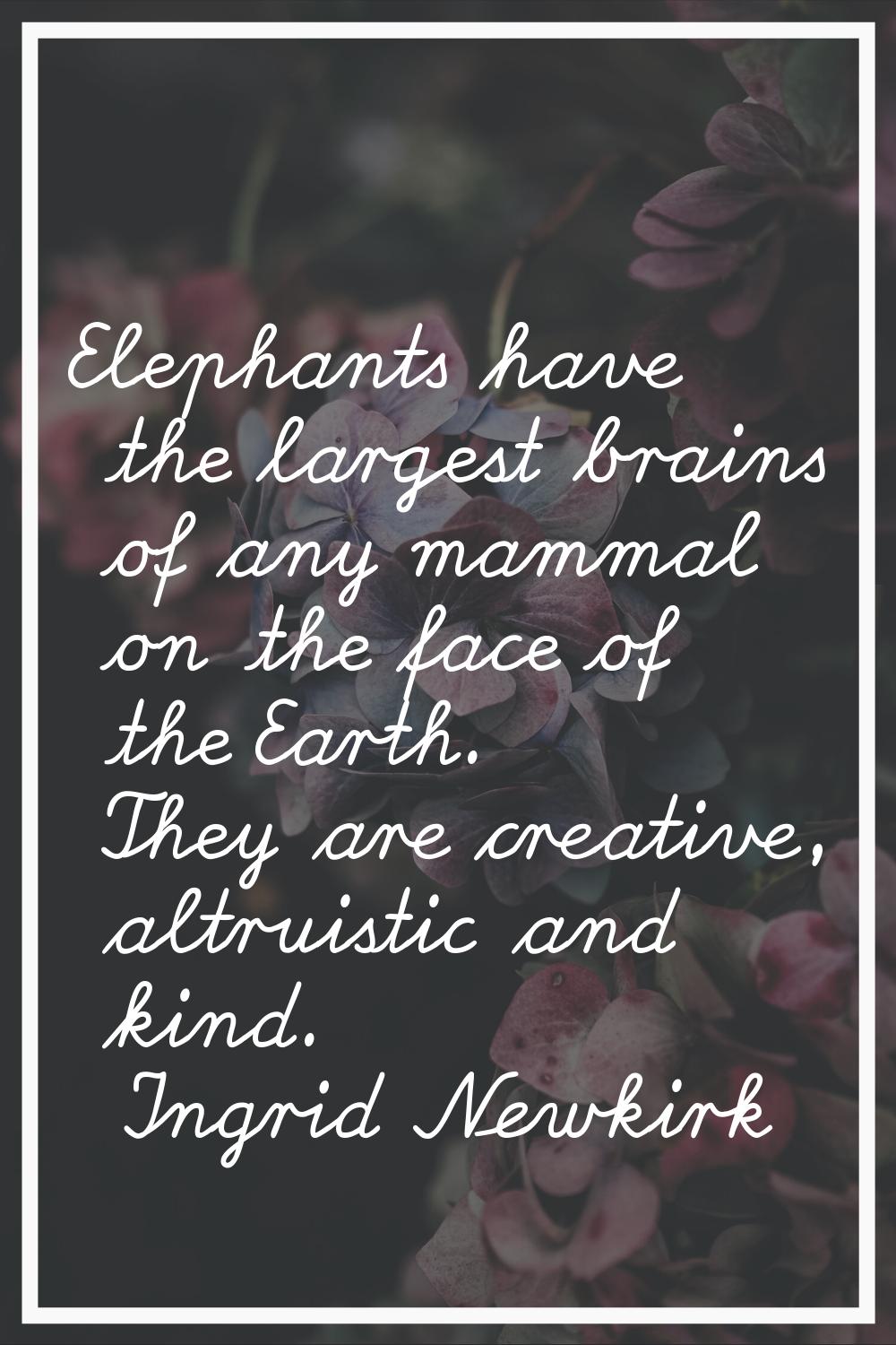 Elephants have the largest brains of any mammal on the face of the Earth. They are creative, altrui