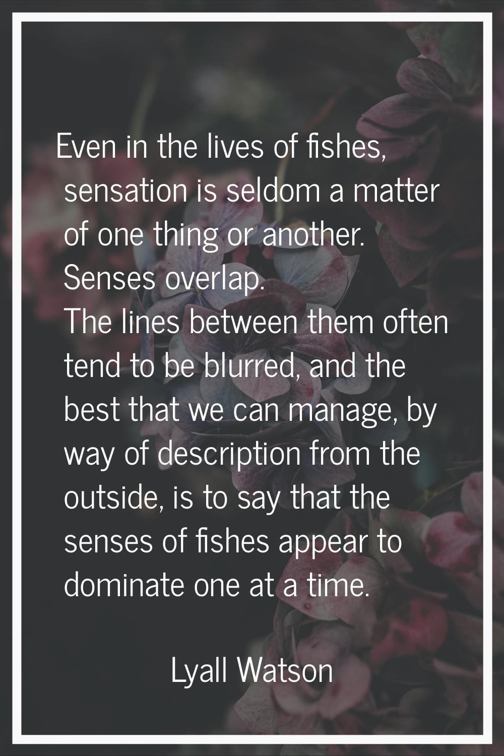Even in the lives of fishes, sensation is seldom a matter of one thing or another. Senses overlap. 