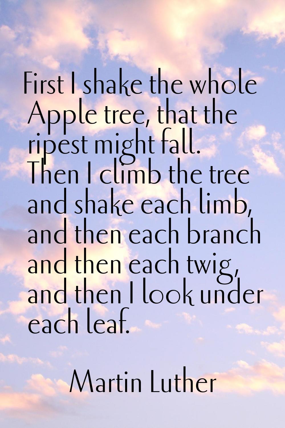 First I shake the whole Apple tree, that the ripest might fall. Then I climb the tree and shake eac