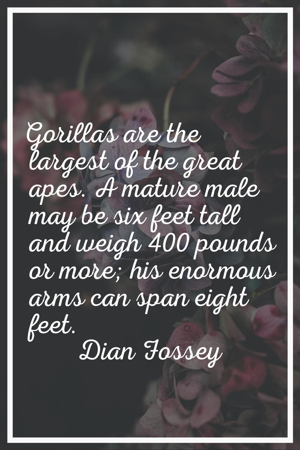 Gorillas are the largest of the great apes. A mature male may be six feet tall and weigh 400 pounds