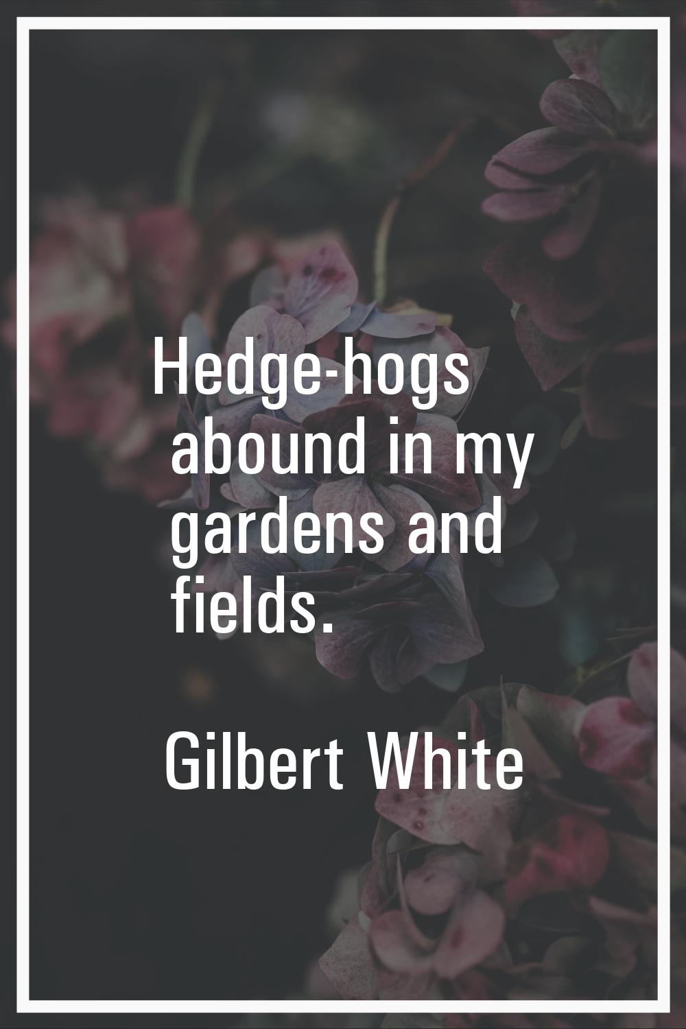Hedge-hogs abound in my gardens and fields.
