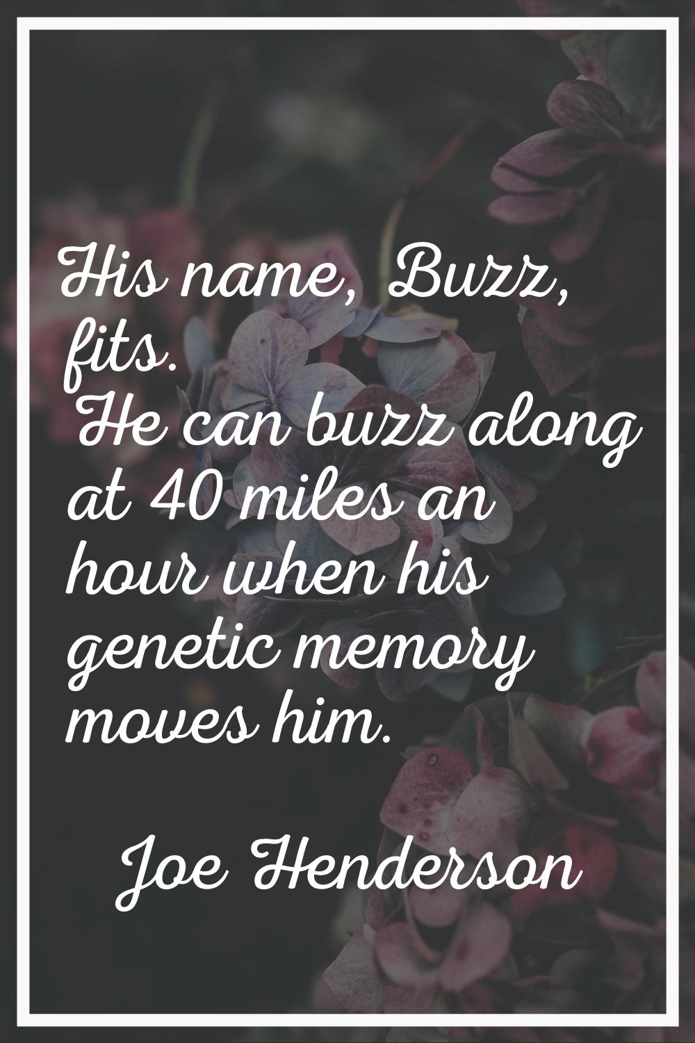 His name, Buzz, fits. He can buzz along at 40 miles an hour when his genetic memory moves him.