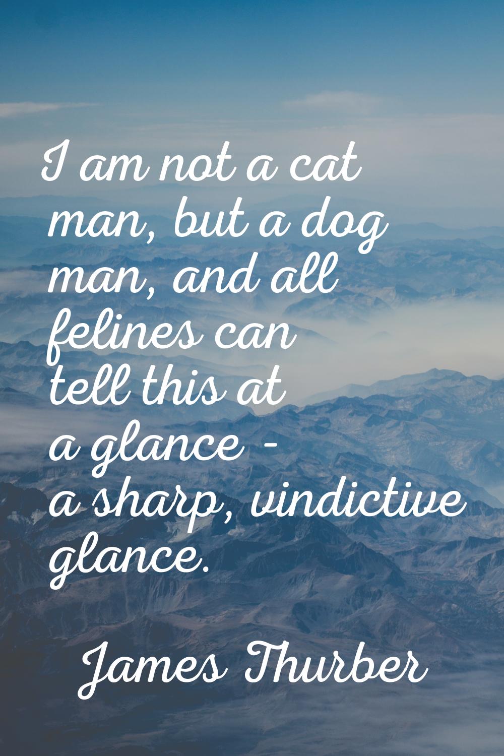 I am not a cat man, but a dog man, and all felines can tell this at a glance - a sharp, vindictive 