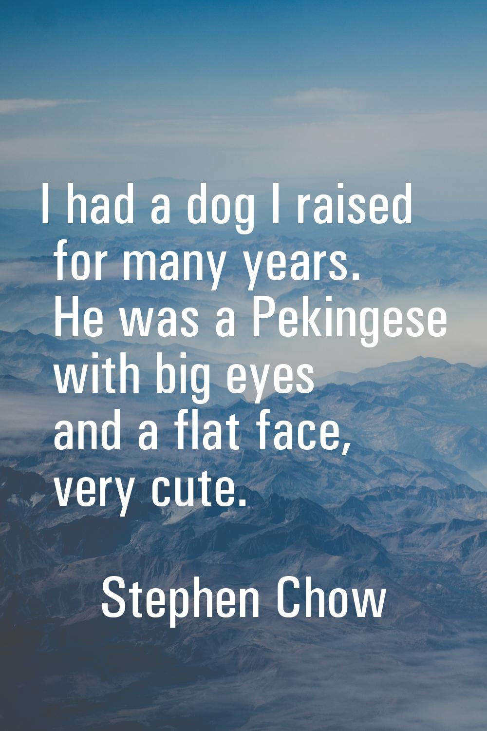 I had a dog I raised for many years. He was a Pekingese with big eyes and a flat face, very cute.