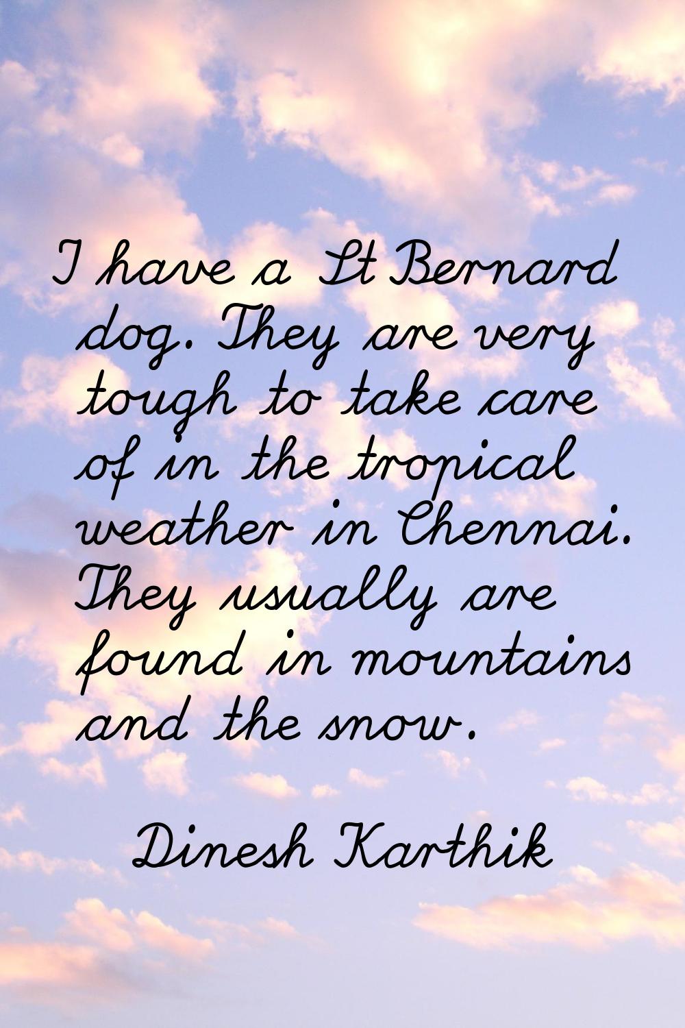 I have a St Bernard dog. They are very tough to take care of in the tropical weather in Chennai. Th