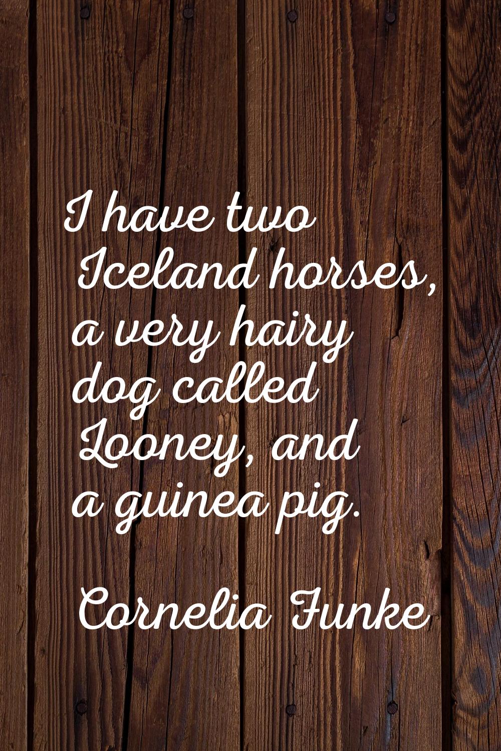 I have two Iceland horses, a very hairy dog called Looney, and a guinea pig.
