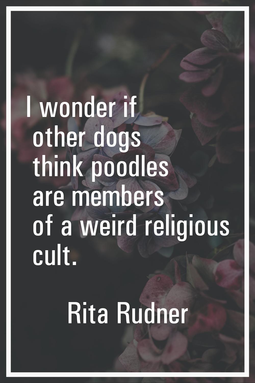 I wonder if other dogs think poodles are members of a weird religious cult.