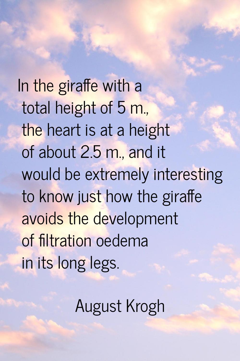 In the giraffe with a total height of 5 m., the heart is at a height of about 2.5 m., and it would 